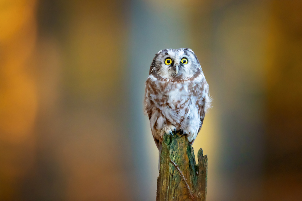 Boreal owl from Milan Zygmunt