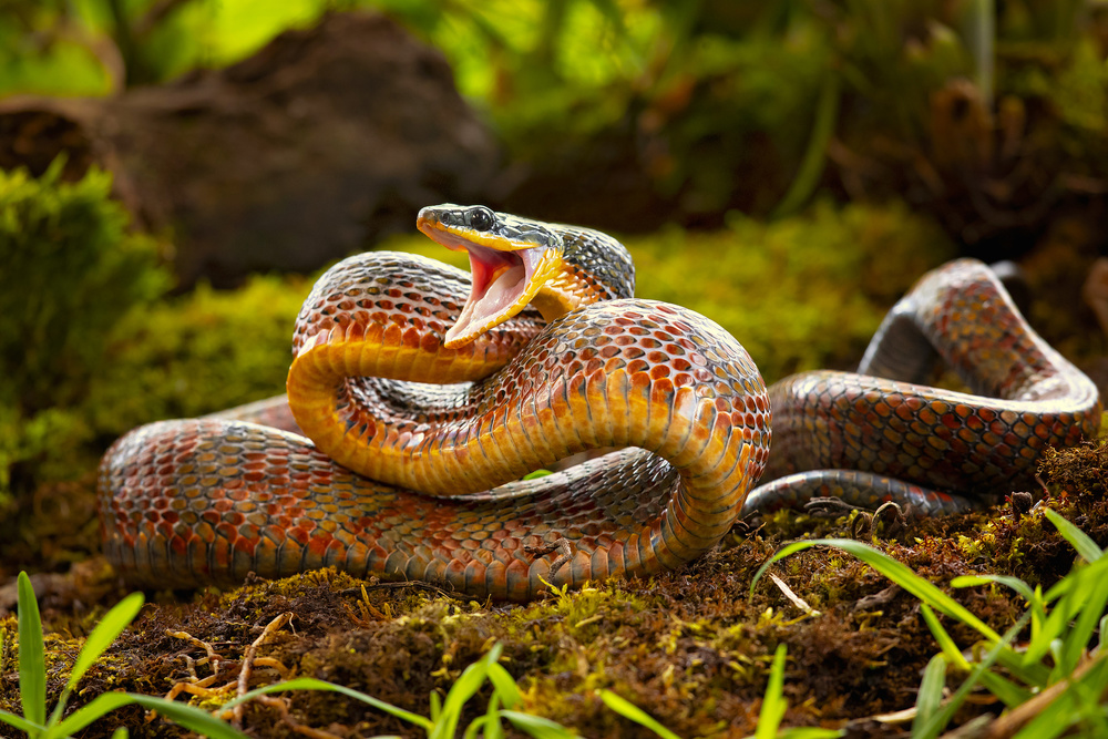 Puffing snake from Milan Zygmunt