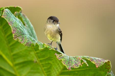 Black-capped flycatcher