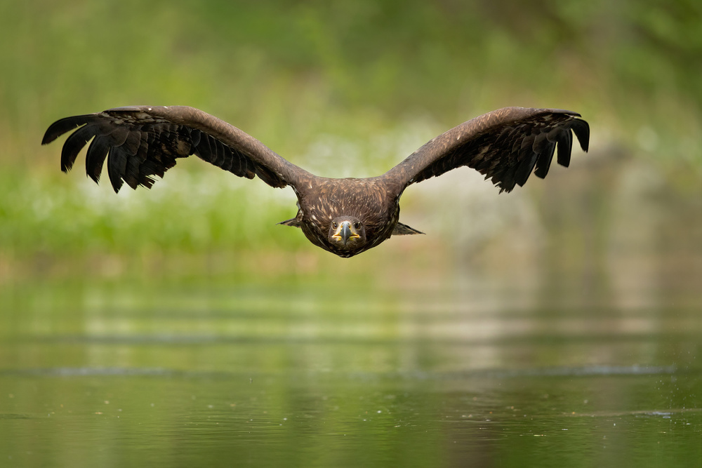 White-tailed eagle from Milan Zygmunt