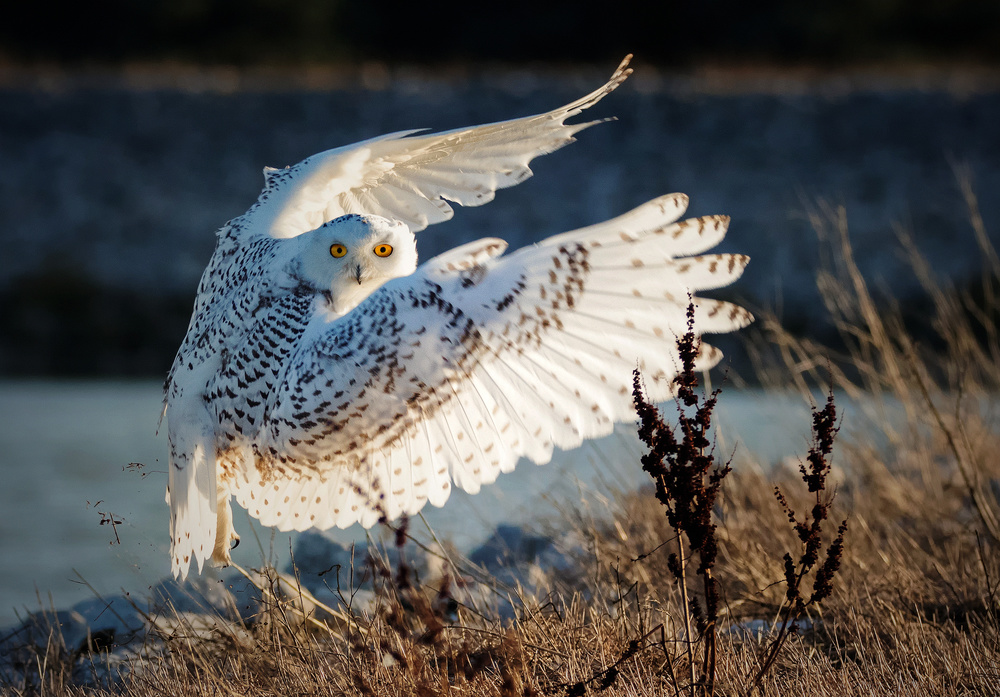 Snowy owl taking off from Ming H Yao