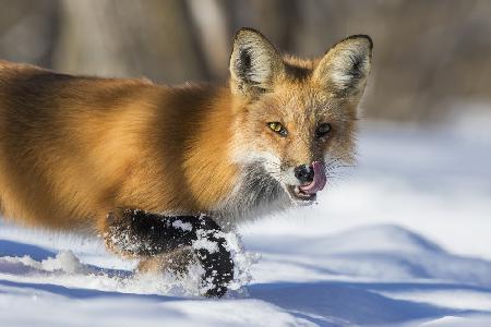 Fox Hunting in winter