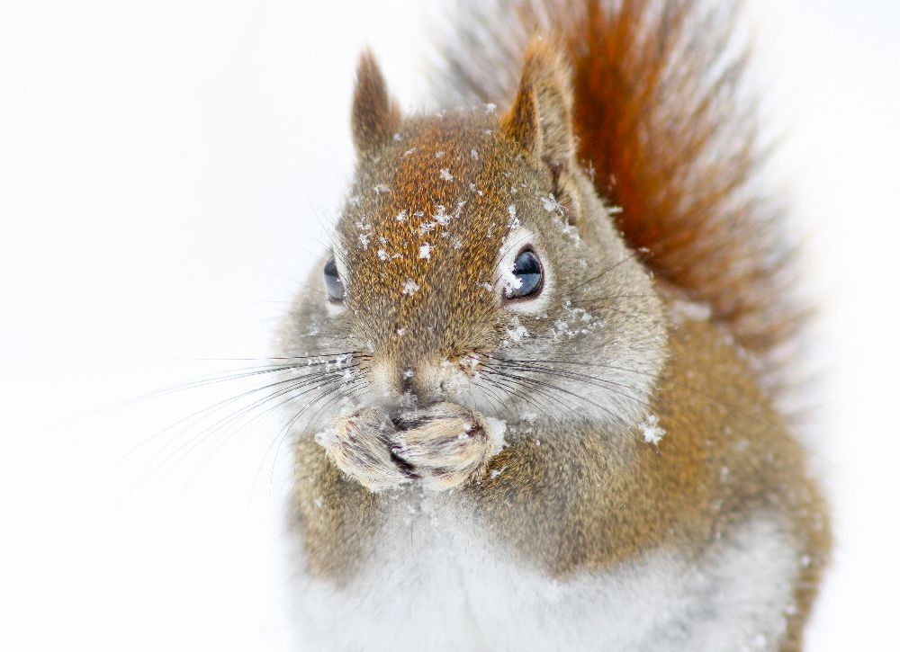 Christmas Squirrel from Mircea Costina