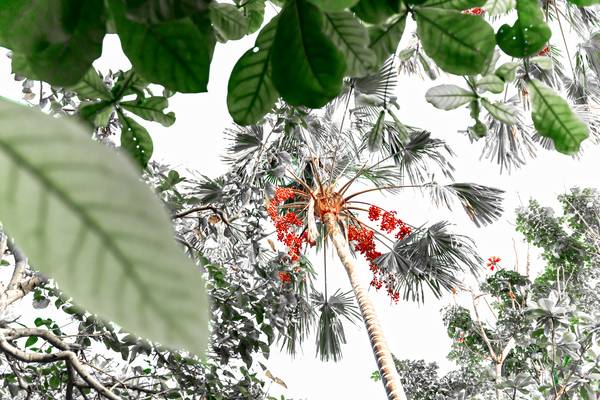 Palme hinter Blättern, Regenwald, Bali, Floral, Fotokunst from Miro May