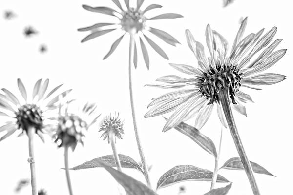 Sonnenblume, Blumen, schwarzweiss, weiss auf weiss, schatten, Fotokunst, minimalistisch, floral from Miro May