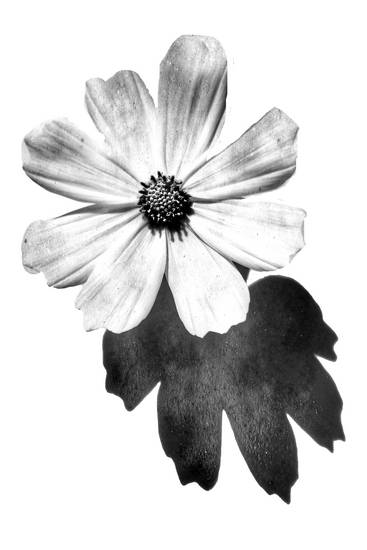 Sonnenblume, Blume, schwarzweiss, weiss auf weiss, schatten, Fotokunst, minimalistisch, floral