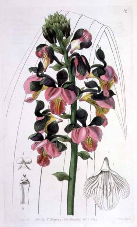 Orchis Lissochilus Roseus, published by I. Ridgway from Miss Drake