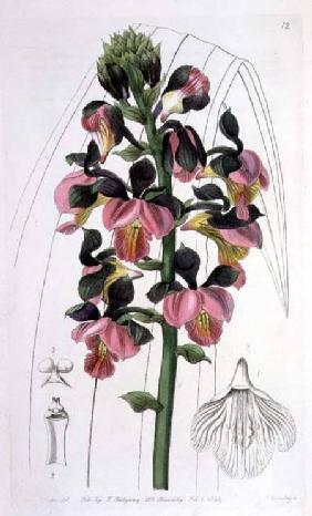 Orchis Lissochilus Roseus, published by I. Ridgway