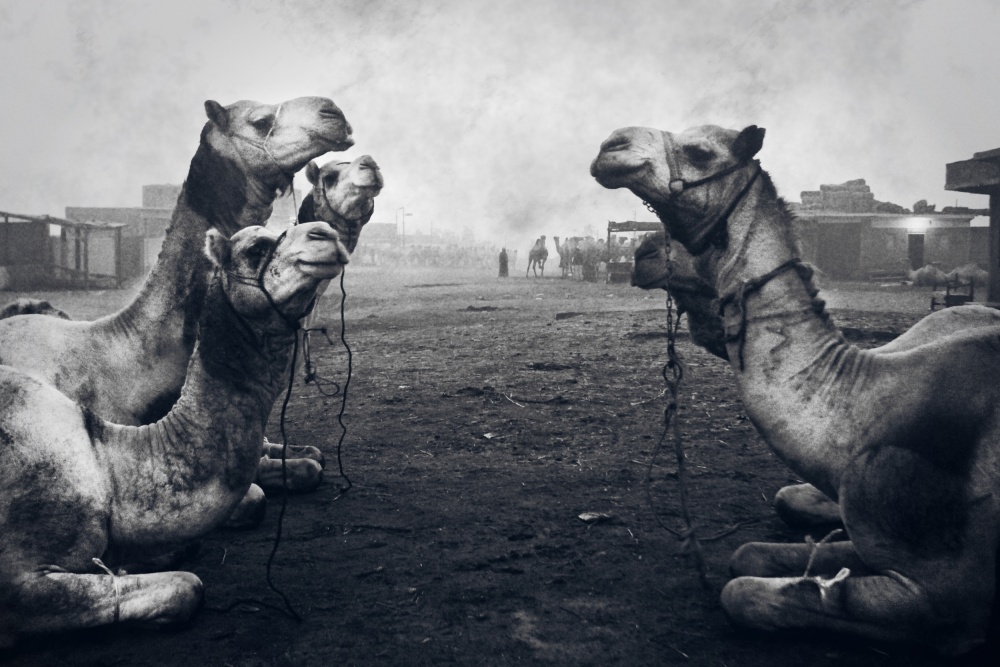 The Shepherd Of Camel Market from Mohamed Fawzy Kutp