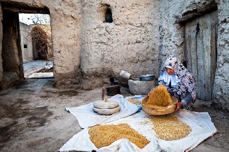 Wheat for Flour