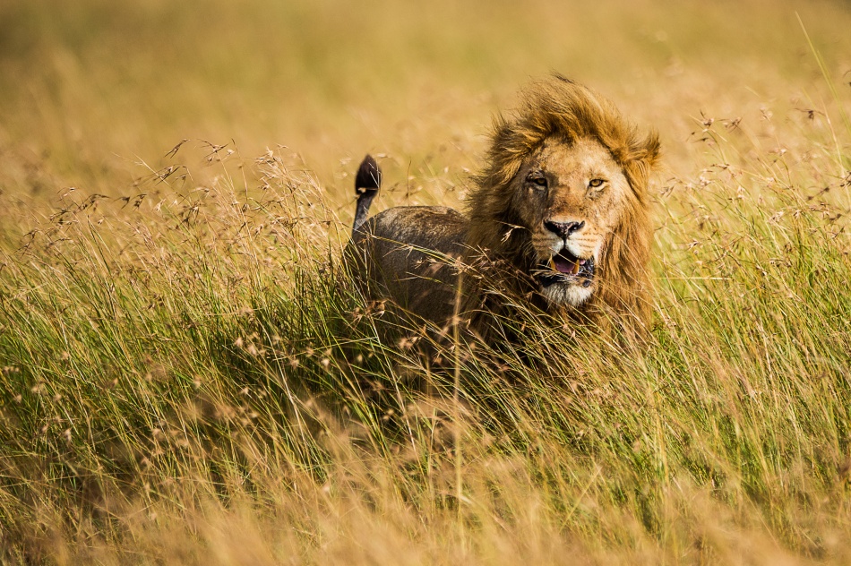 Lion King from Mohammed Alnaser