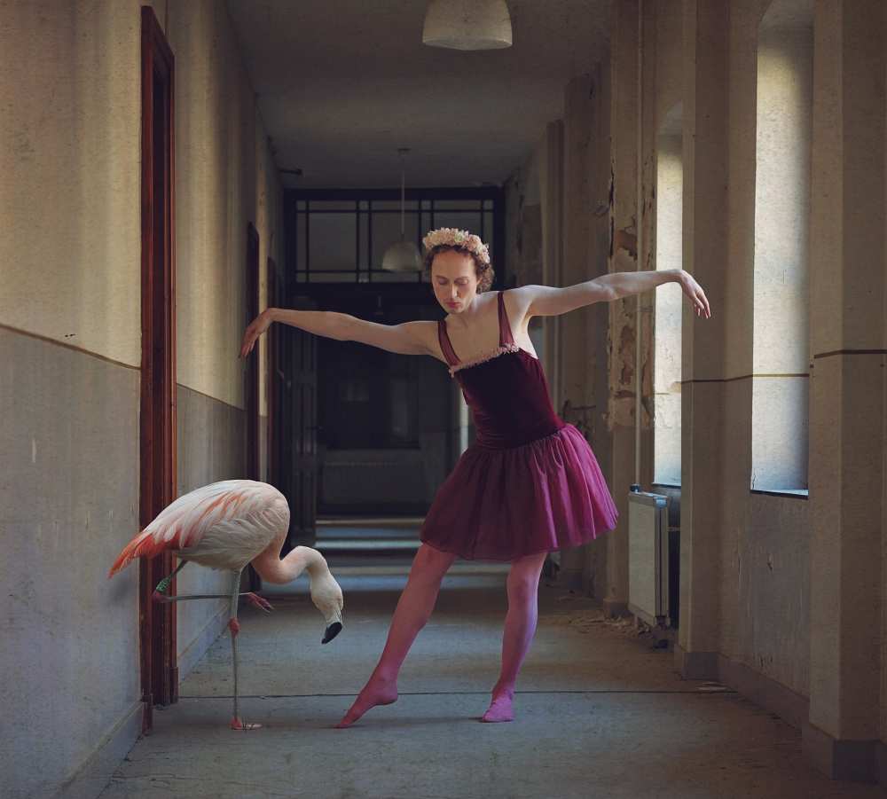 flamingo from Monika Vanhercke