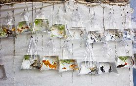 The Wall of Fish