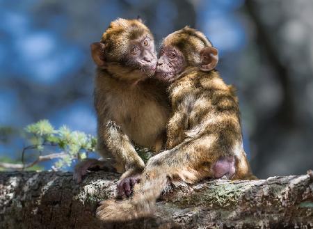 monkey Love