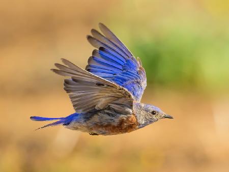 Western Blubird in Flight