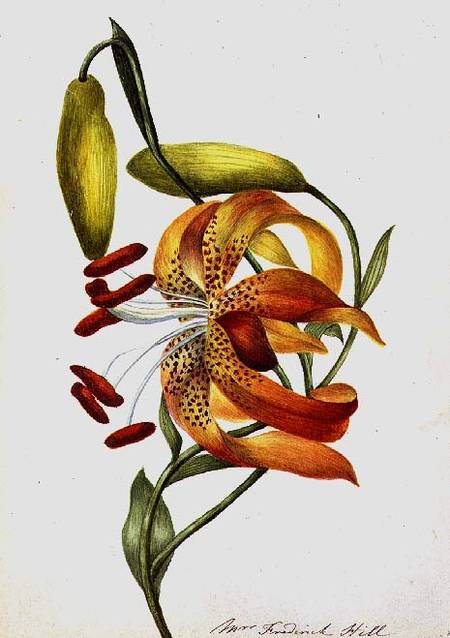 Tiger Lily from Mrs Frederick Hill