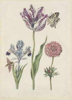 Iris mit Wolfsmilchschwärmer, Tulpe mit Schwalbenschwanz, Anemone