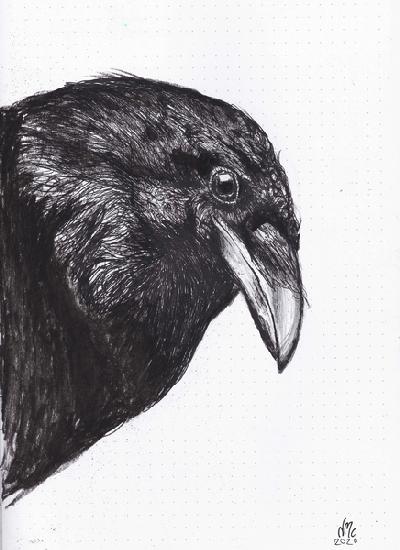 Crow or Raven