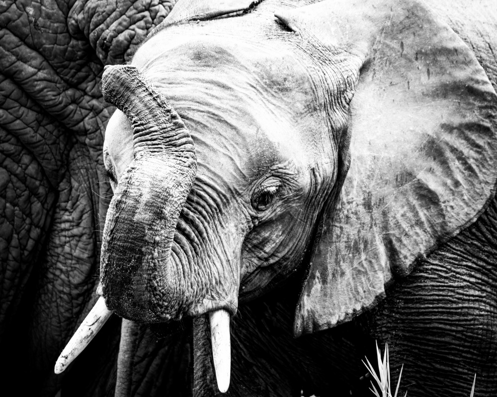 Elephant Calf from Naomi Lupton