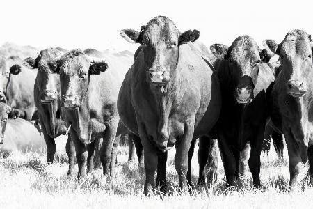 Herd In Black & White