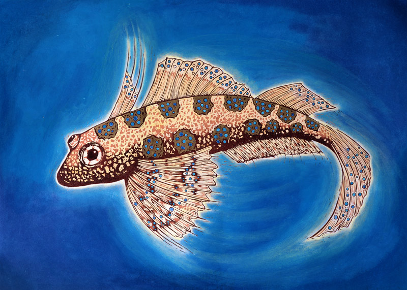 Dragonet Fish, 1999 (woodcut print and mixed media)  from Nat  Morley