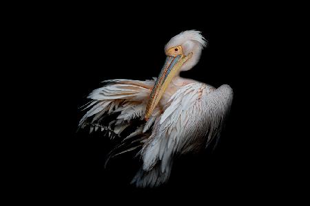 Pelican in the Dark