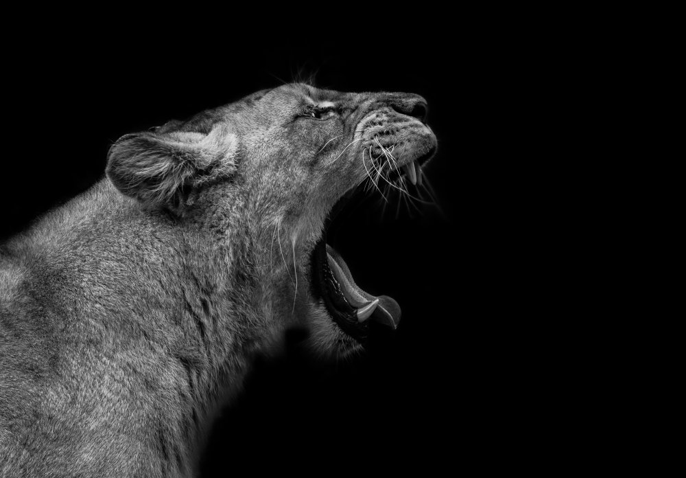Lioness in low key from Nauzet Baez Photography