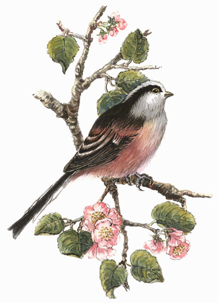 Long tailed tit and cherry blossom from Nell  Hill