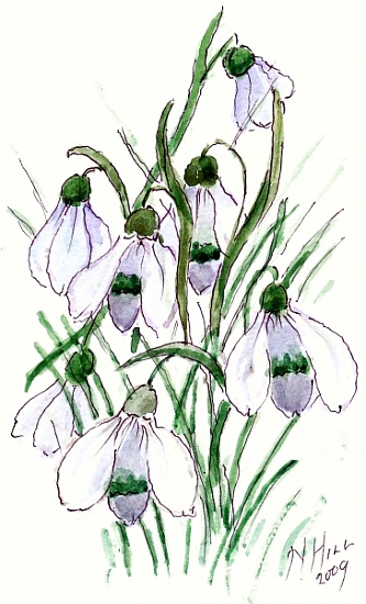 Snowdrops from Nell  Hill