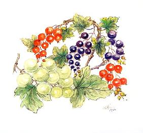 Black and Red Currants with Green Grapes, 1986 (w/c on paper) 