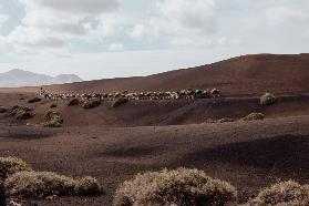 Dromedare vor Vulkanen auf Lanzarote