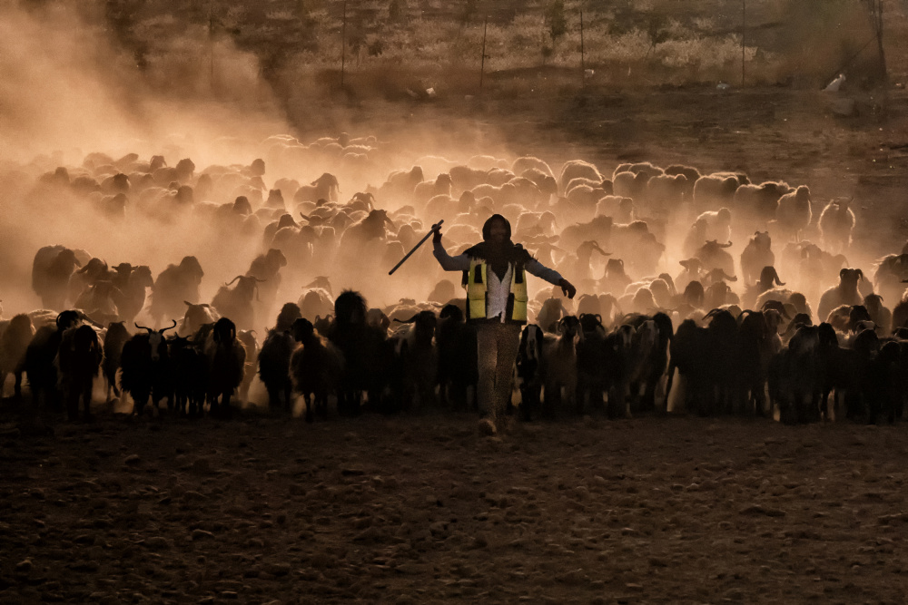 herds in sunset from Nevra Topalismailoglu