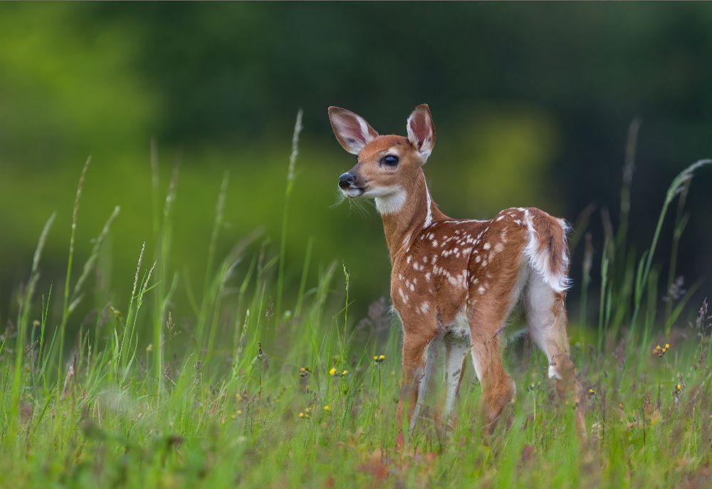 Spring Fawn from Nick Kalathas