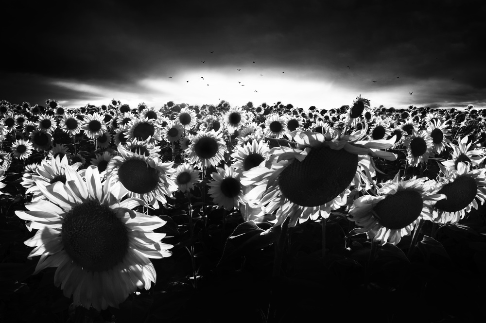 Sunflowers against the light from Nicodemo Quaglia