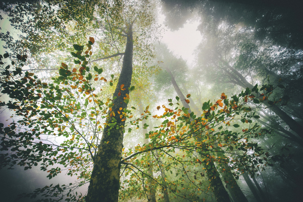 The breath of the forest from Nicola Figliuolo