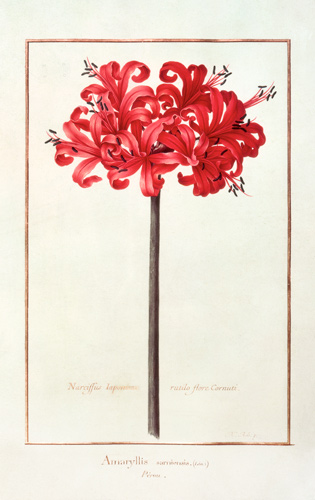 Amaryllis Sarniensis, or Narcissus  on from Nicolas Robert