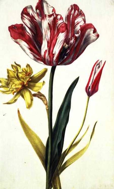 Daffodil and Tulip from Nicolas Robert