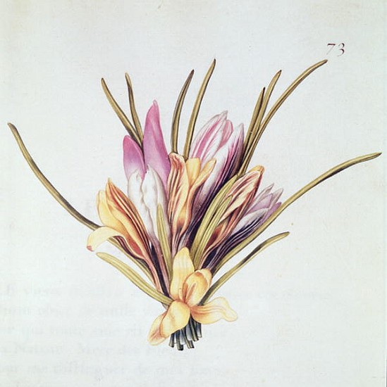 Saffron or Crocus, from ''La Guirlande de Julie'', c.1642 (w/c on vellum) from Nicolas Robert