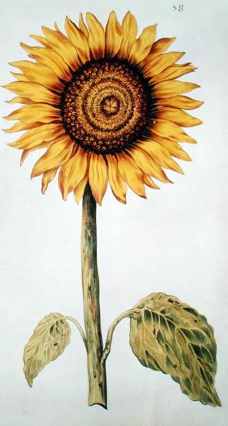Sunflower or Helianthus, from 'La Guirlande de Julie' from Nicolas Robert