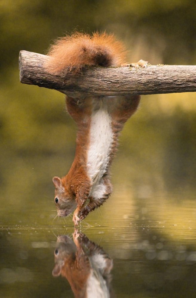 Hanging Squirrel from Niki Colemont