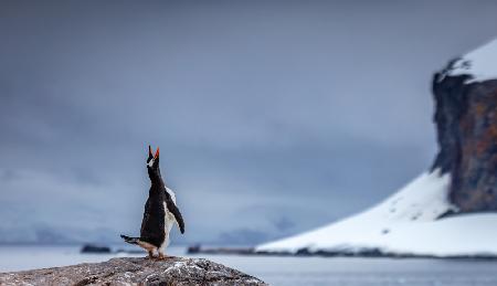 Penguin Calling