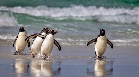 Rockhopper Pinguins just back from the Sea