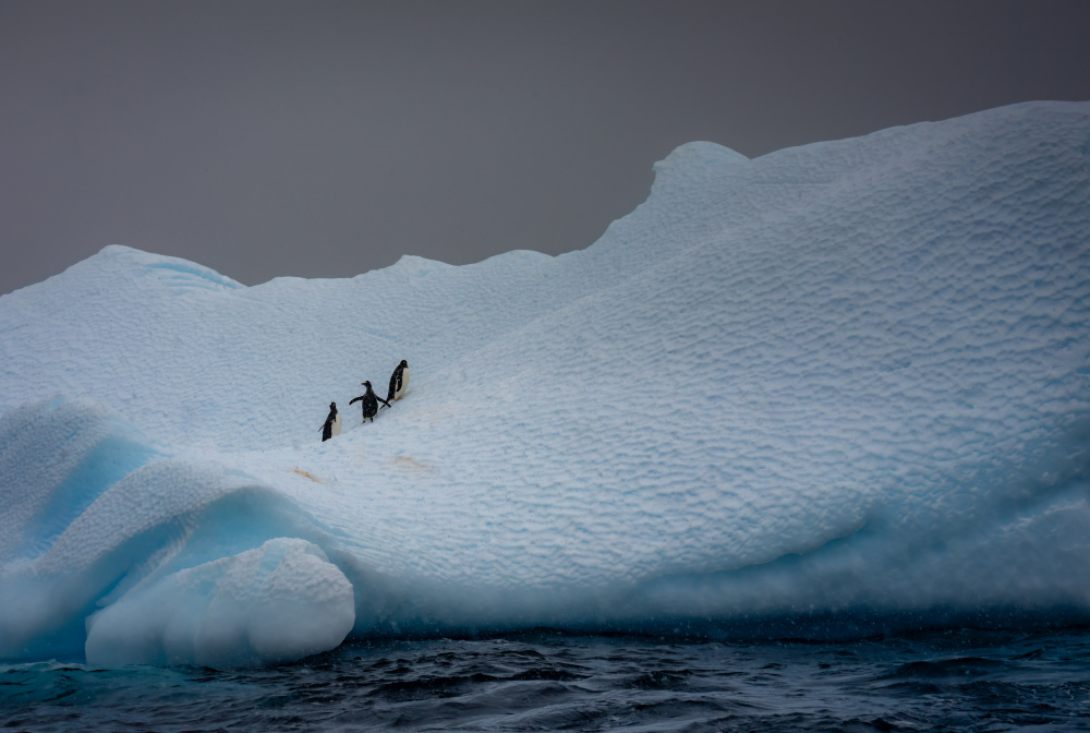 Snowy Iceberg Home to Three Penguins from Ning Lin