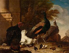 A Hen with Peacocks and a Turkey