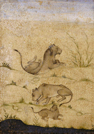 A Family Of Lions from 