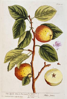 Apple Tree, (Malus Sativa) From ''A Curious Herbal''
