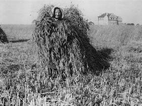 Peasant Woman / Harvest / after 1914