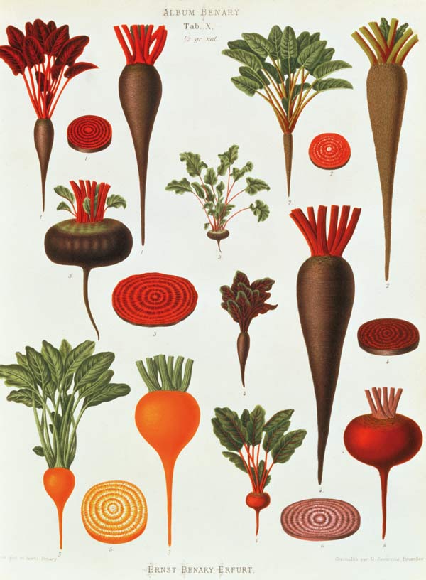 Beetroot / Album Benary / Lithograph from 