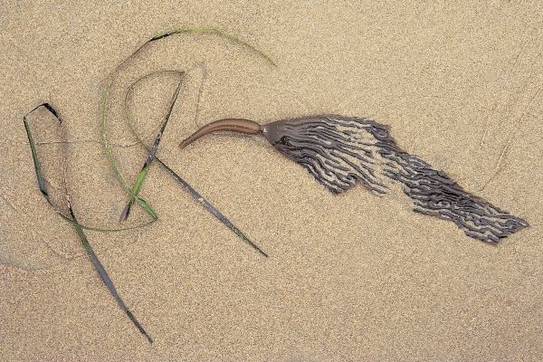 Bird like kelp formation portuguese men at war with grass at low tide, Porbandar (photo)  from 