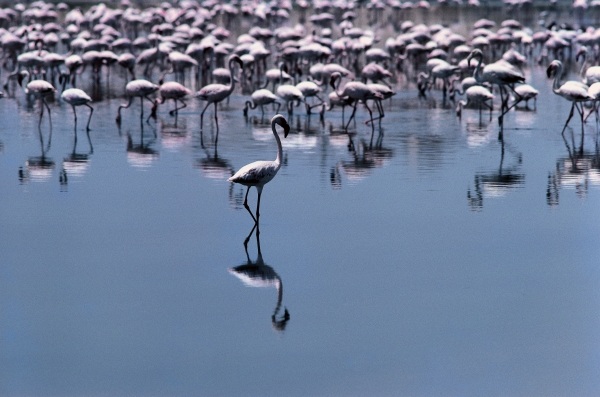 Birds, Flamingos visit coastal towns of Saurashtra (photo)  from 